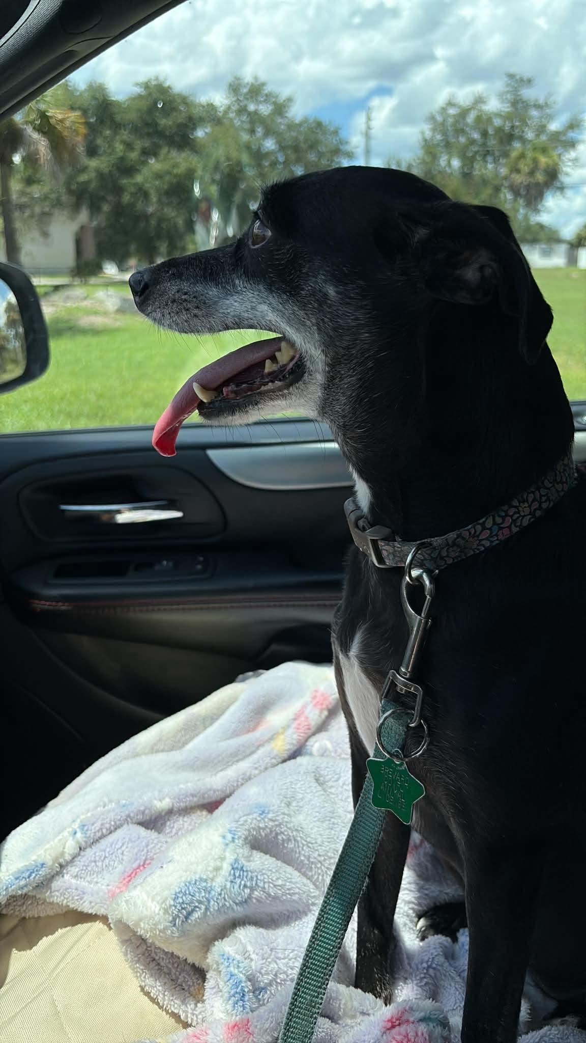 Bella Beauty, Adoptable, Adult Female Italian Greyhound & Terrier.