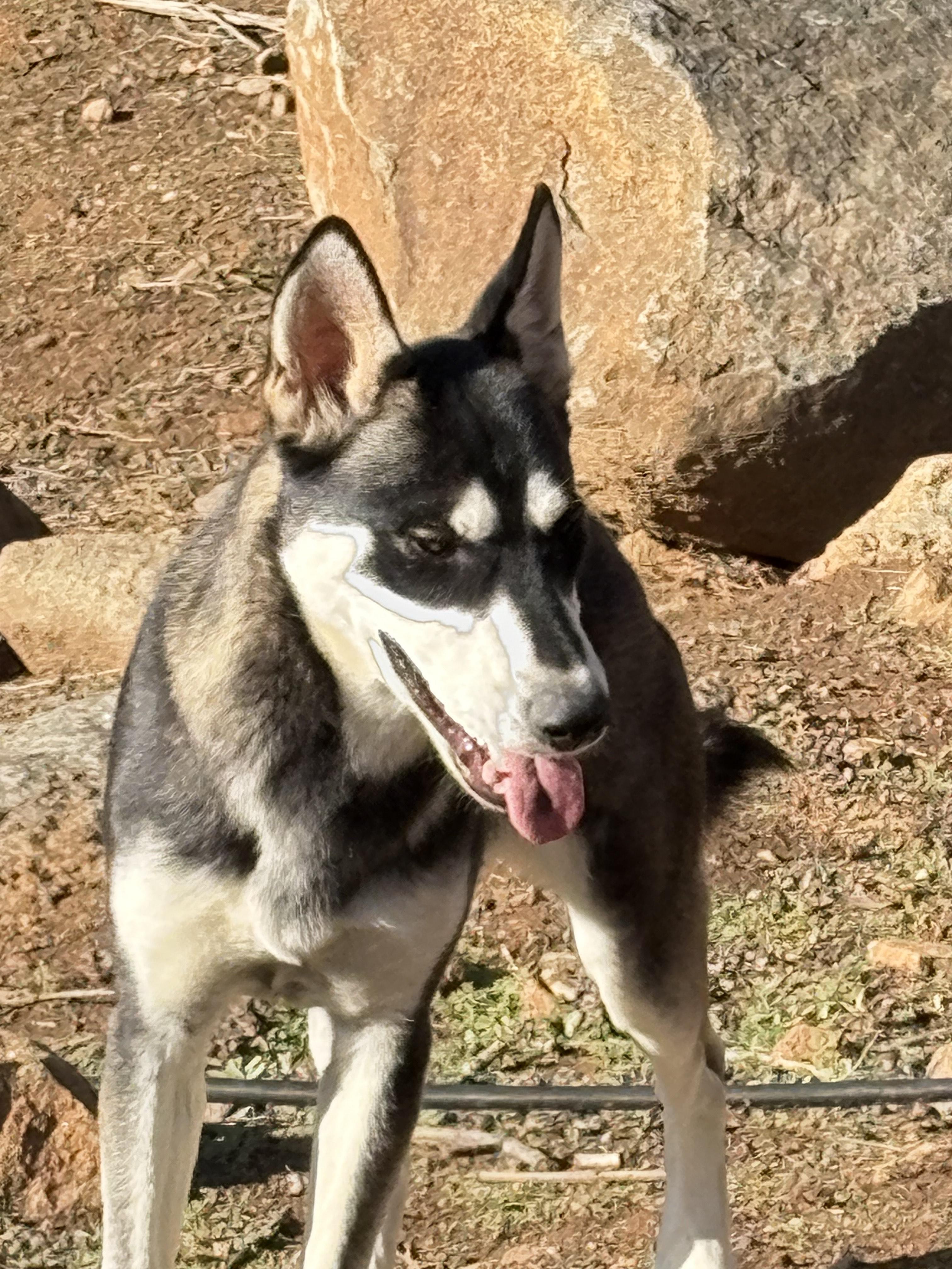 Enlarge Hazel, a ADOPTABLE mixed breed in San Ysidro, CA image 1/5