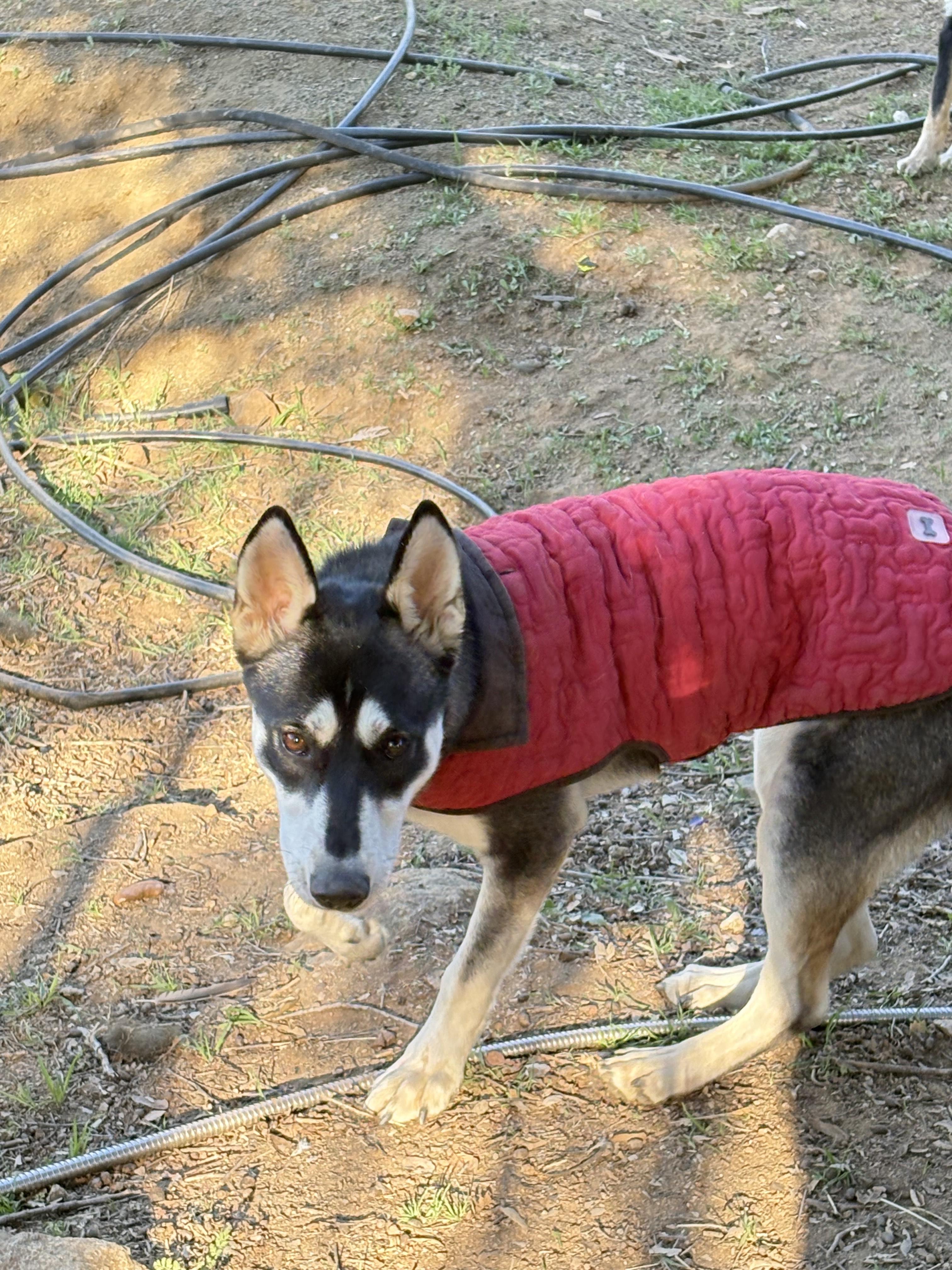 Enlarge Hazel, a ADOPTABLE mixed breed in San Ysidro, CA image 2/5