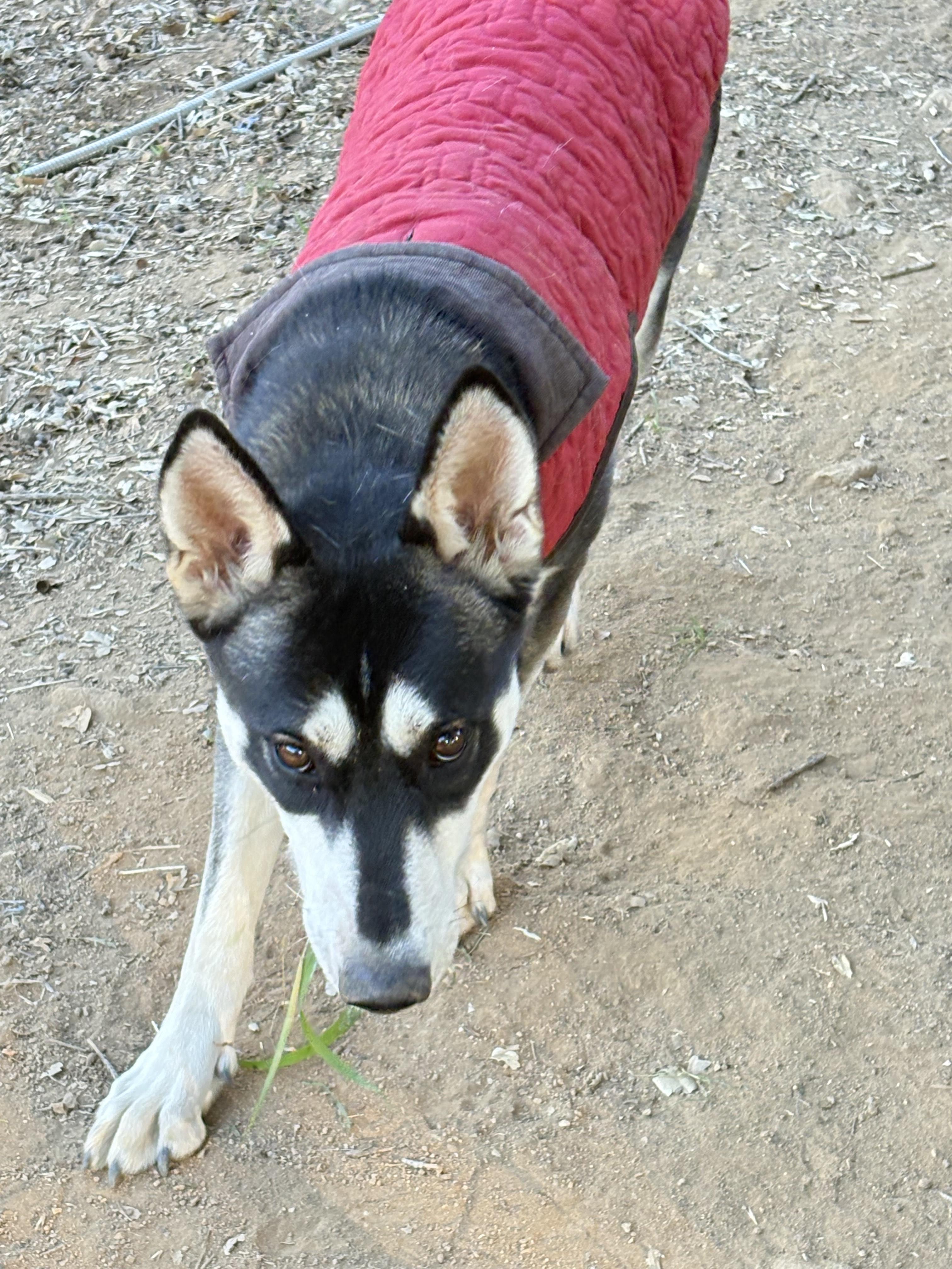 Enlarge Hazel, a ADOPTABLE mixed breed in San Ysidro, CA image 3/5