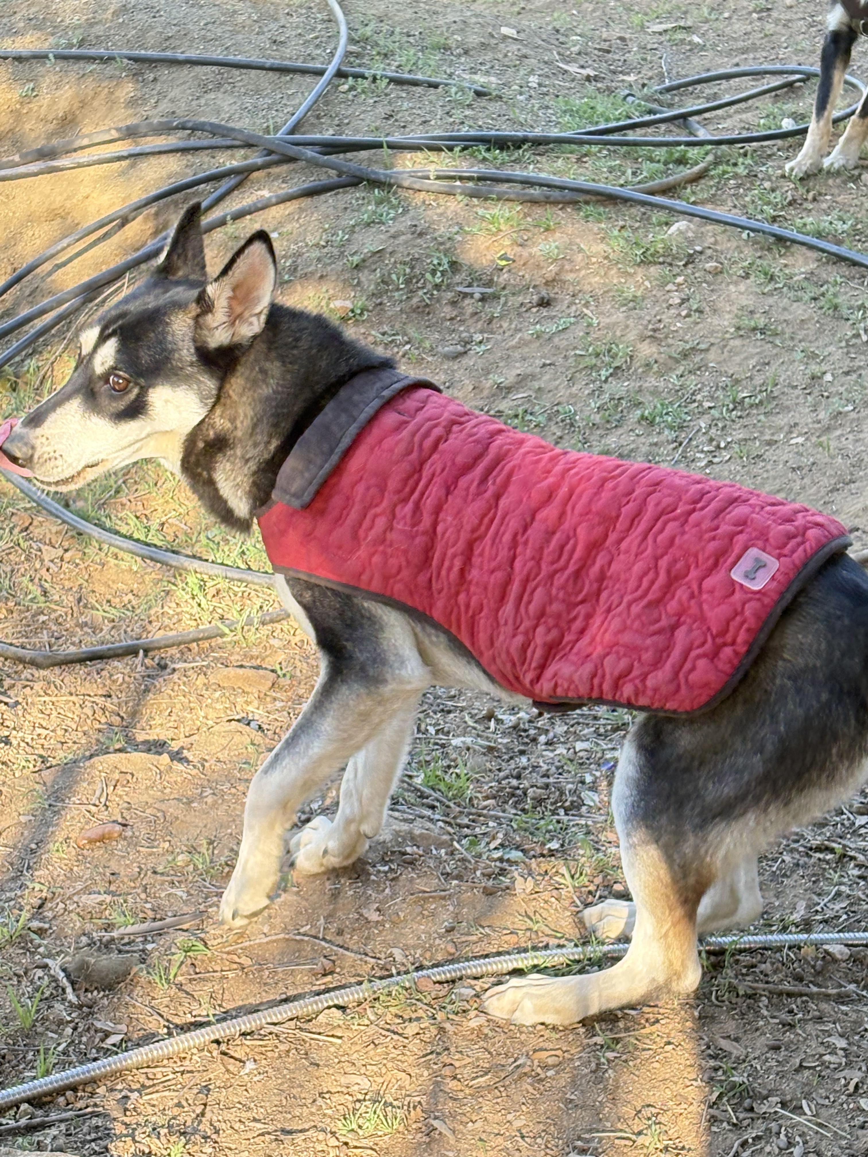 Hazel, ADOPTABLE, Young Female Husky.