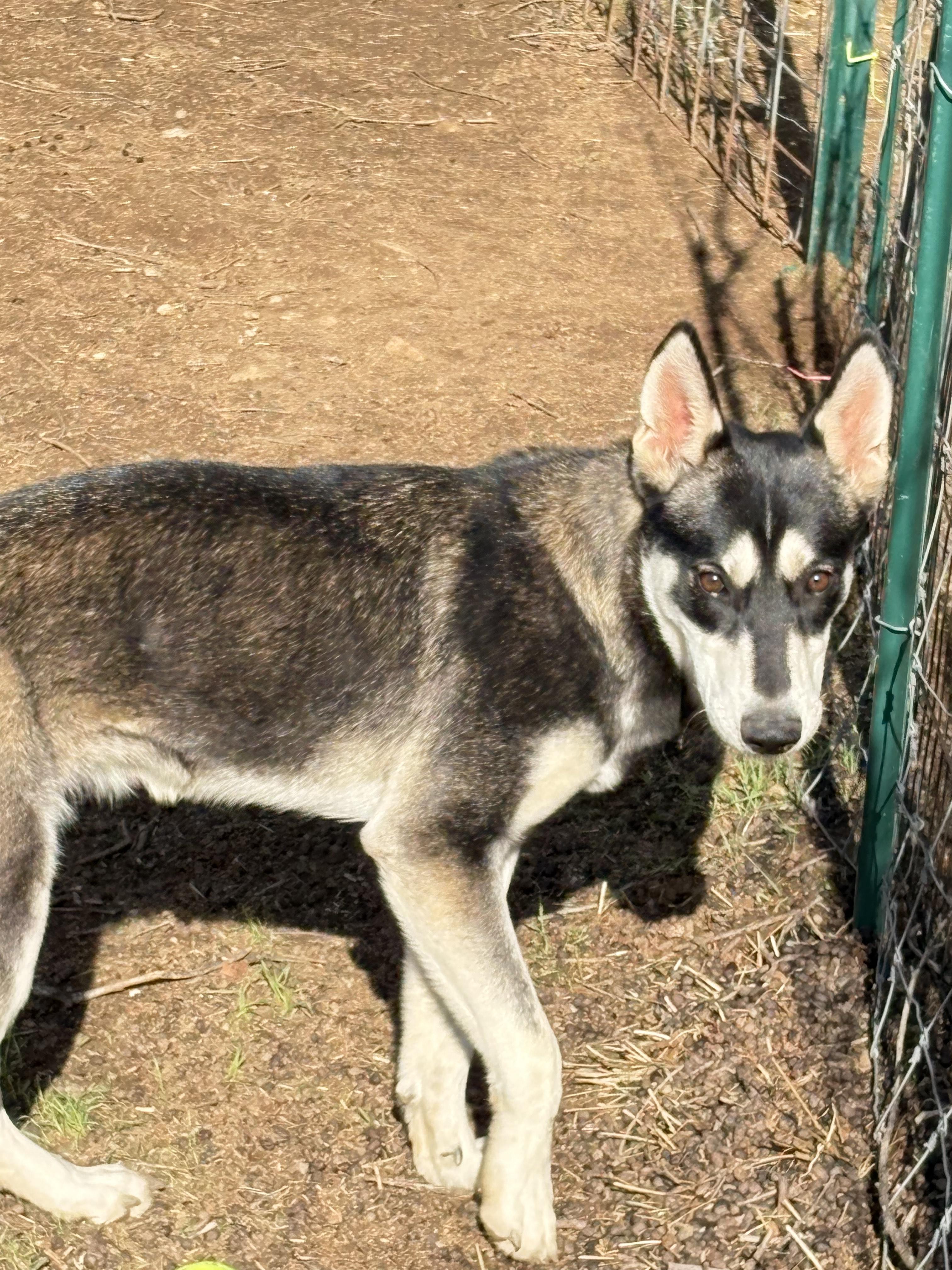 Enlarge Hazel, a ADOPTABLE mixed breed in San Ysidro, CA image 5/5