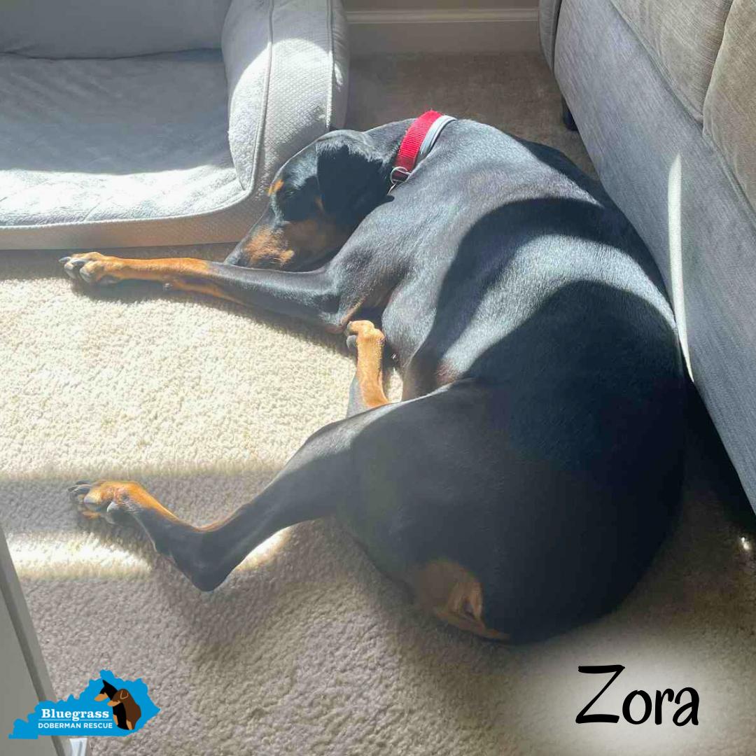 Zora, a Adoptable Doberman Pinscher in Louisville, KY image 2/6