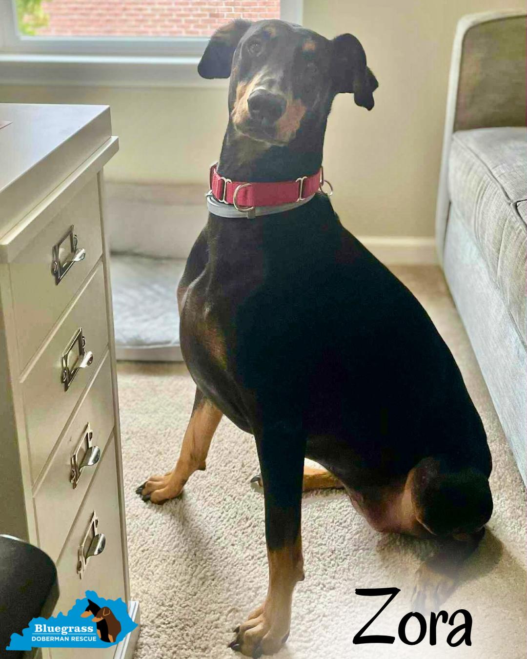 Zora, Adoptable, Adult Female Doberman Pinscher.