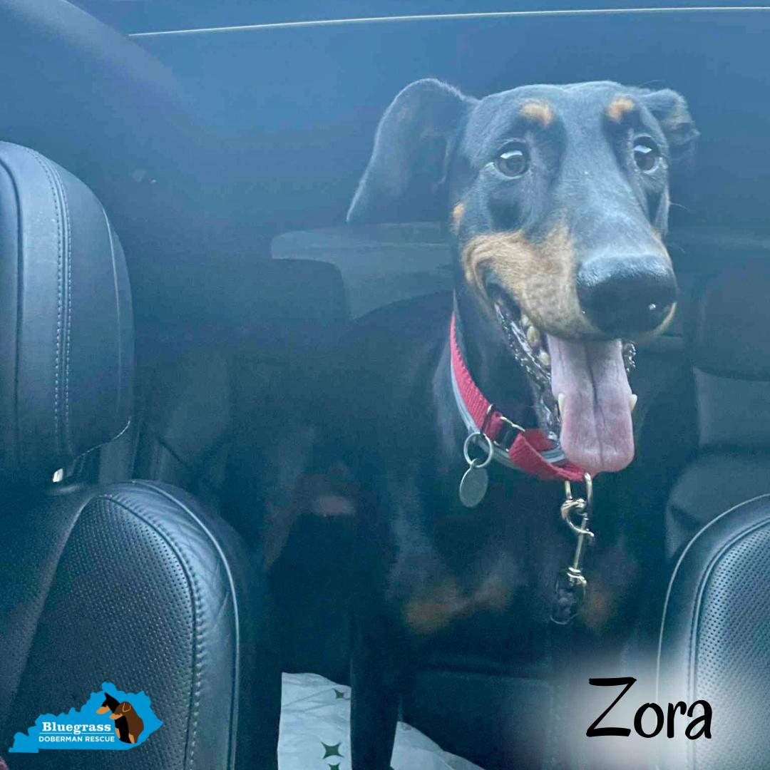 Zora, a Adoptable Doberman Pinscher in Louisville, KY image 3/6