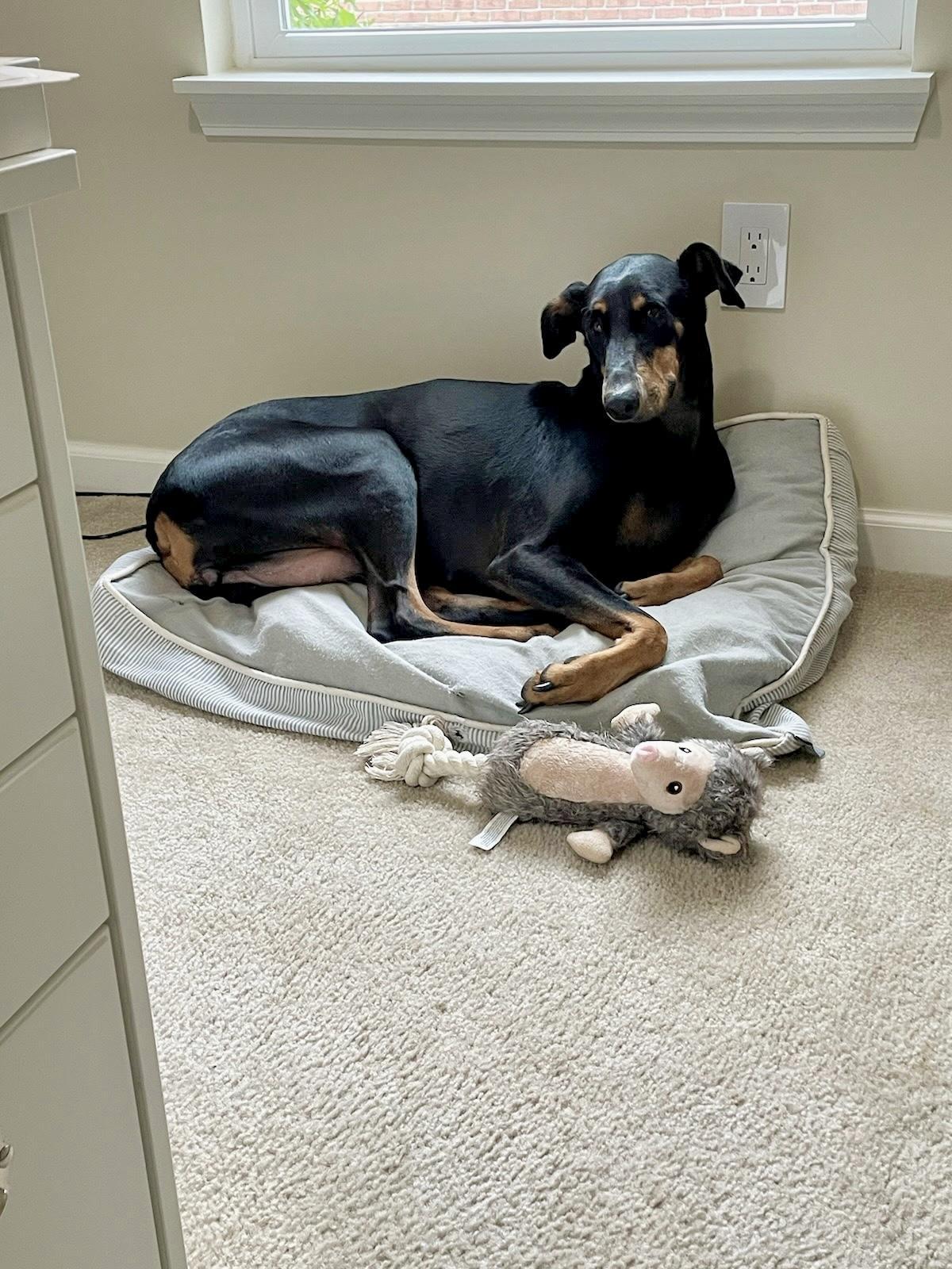 Zora, a Adoptable Doberman Pinscher in Louisville, KY image 4/6