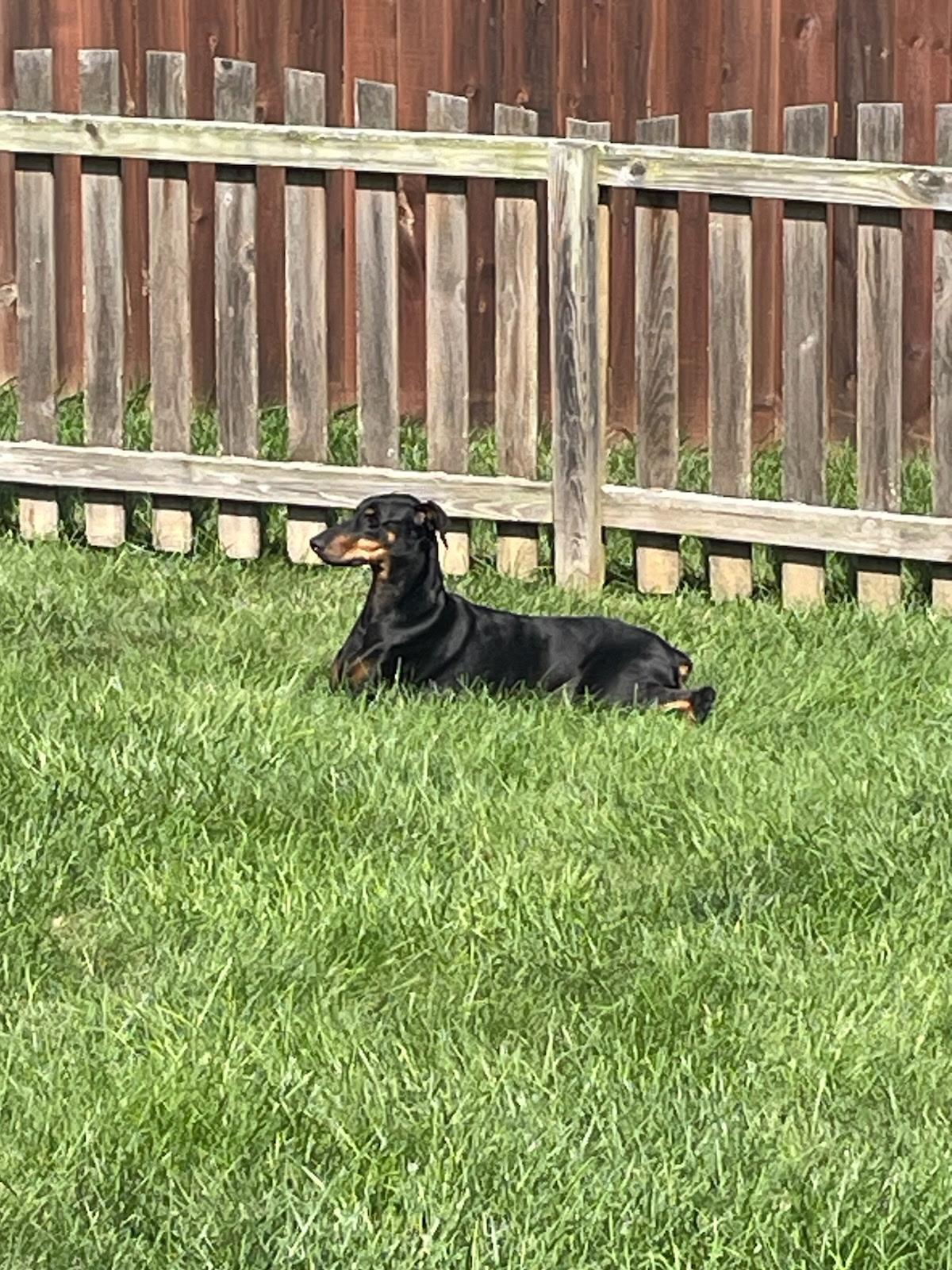 Zora, a Adoptable Doberman Pinscher in Louisville, KY image 6/6