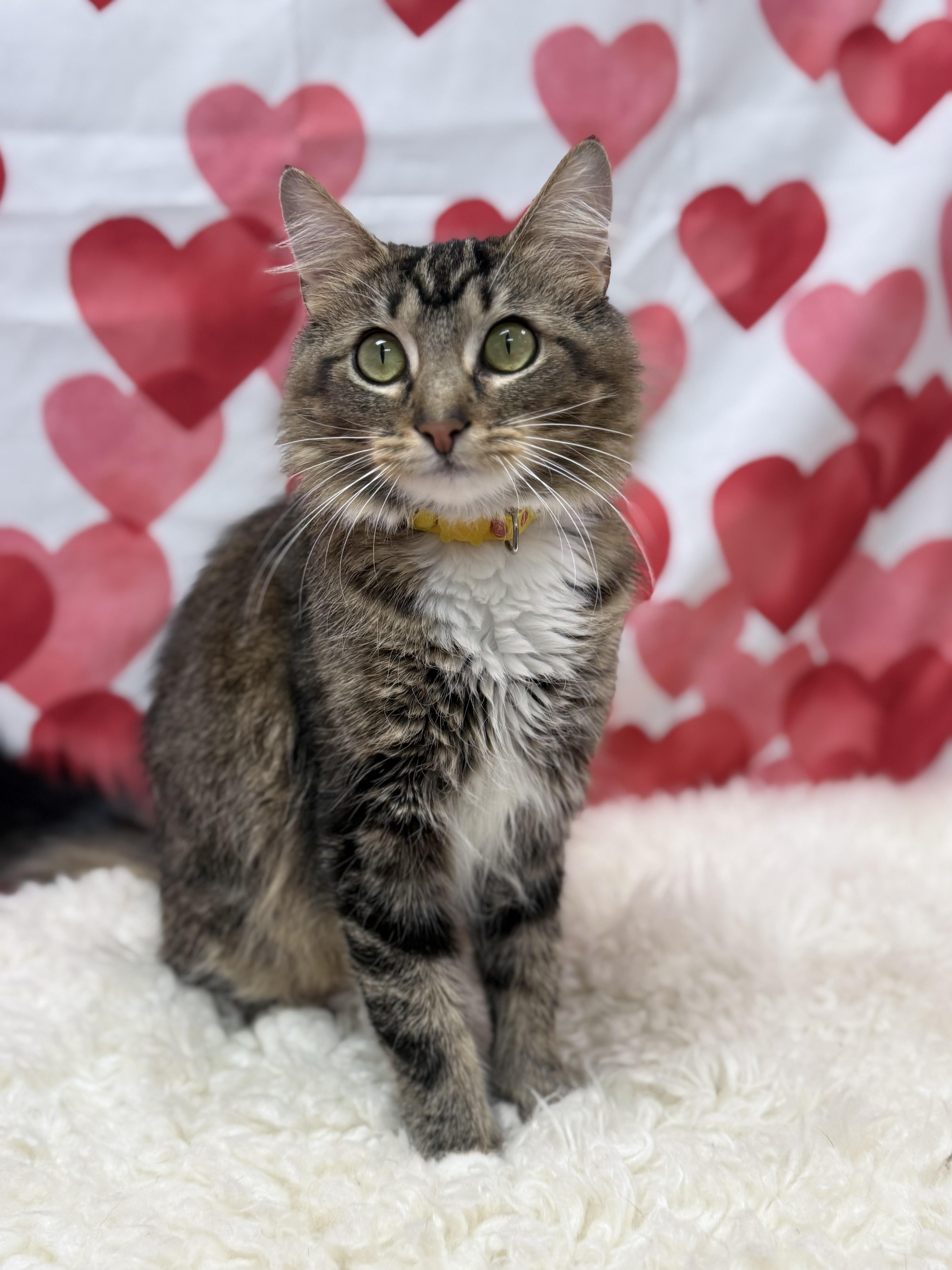 Enlarge Belle, a ADOPTABLE Domestic Medium Hair in Effingham, IL image 1/1