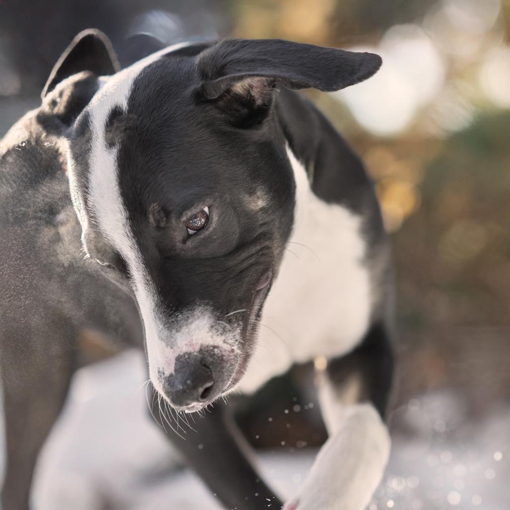 Enlarge Virginia D66010** (Sponsored), a Adoptable mixed breed in Minnetonka, MN image 1/6