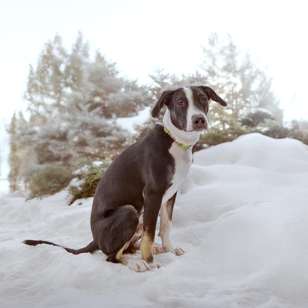 Enlarge Virginia D66010** (Sponsored), a Adoptable mixed breed in Minnetonka, MN image 2/6