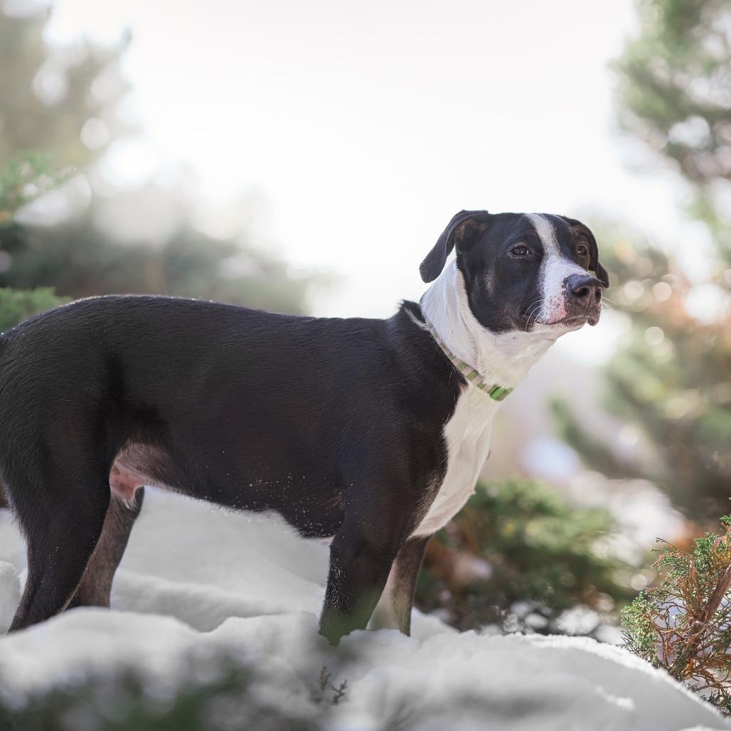 Enlarge Virginia D66010** (Sponsored), a Adoptable mixed breed in Minnetonka, MN image 3/6