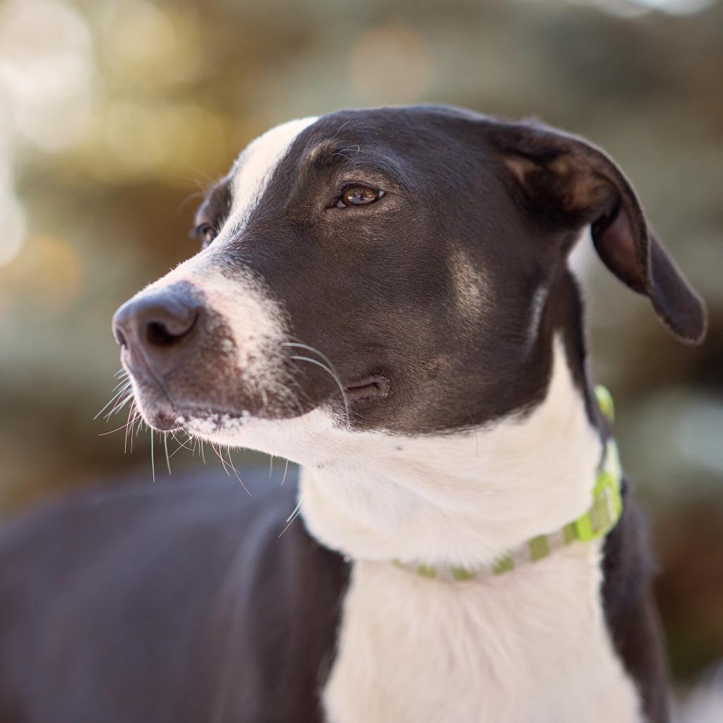 Enlarge Virginia D66010** (Sponsored), a Adoptable mixed breed in Minnetonka, MN image 4/6