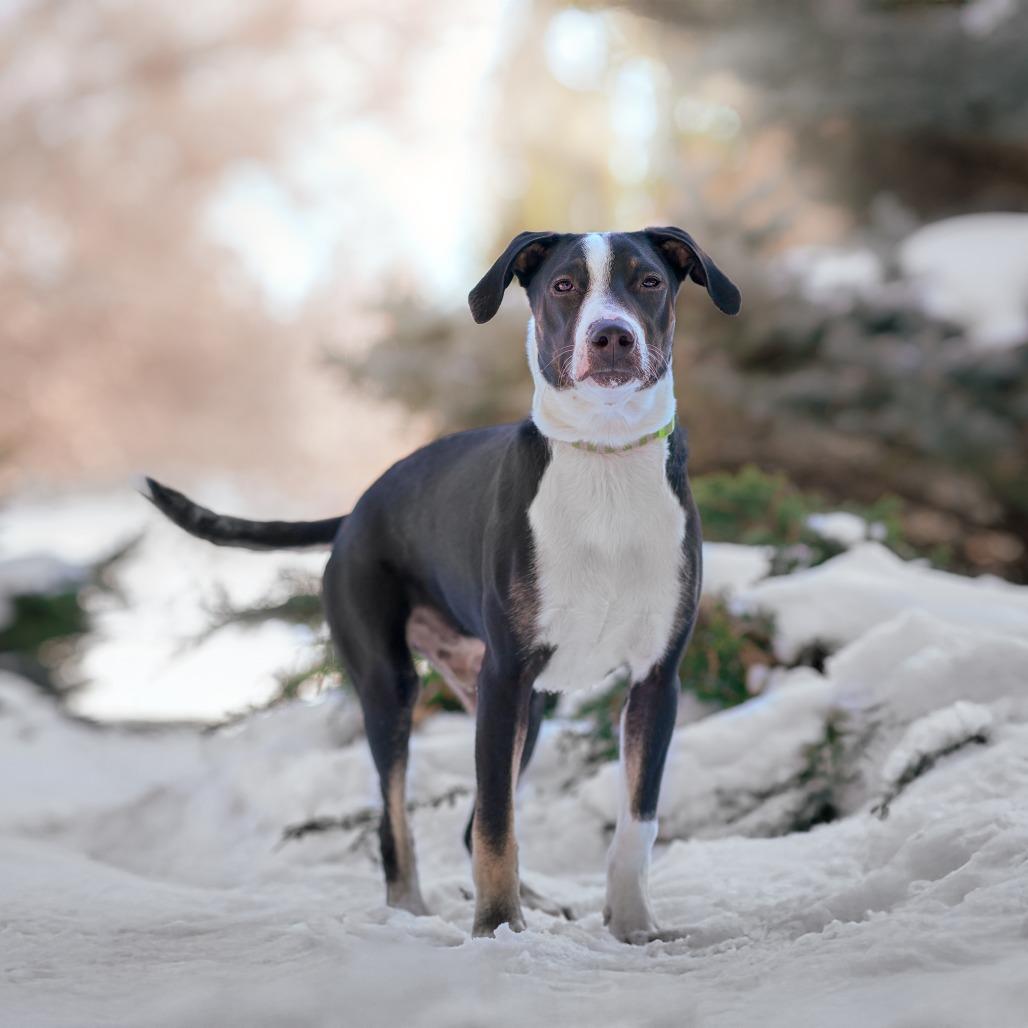 Enlarge Virginia D66010** (Sponsored), a Adoptable mixed breed in Minnetonka, MN image 5/6