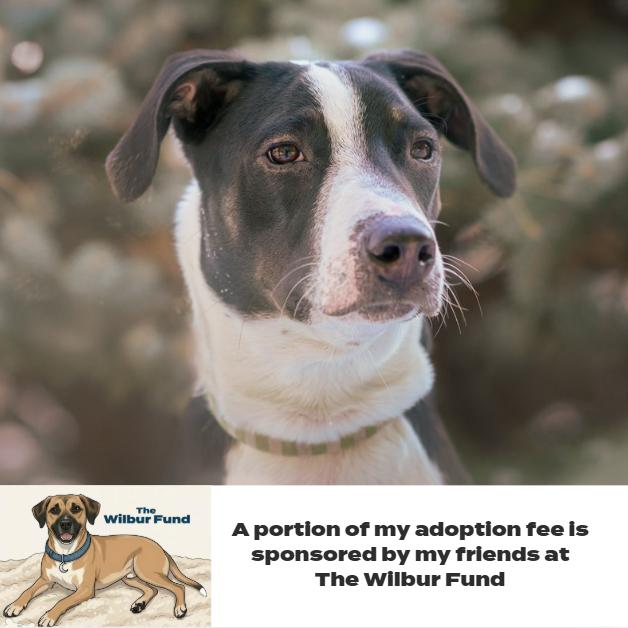 Enlarge Virginia D66010** (Sponsored), a Adoptable mixed breed in Minnetonka, MN image 6/6