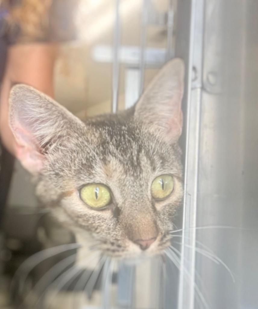 Brittany, Adoptable, Young Female Domestic Short Hair.