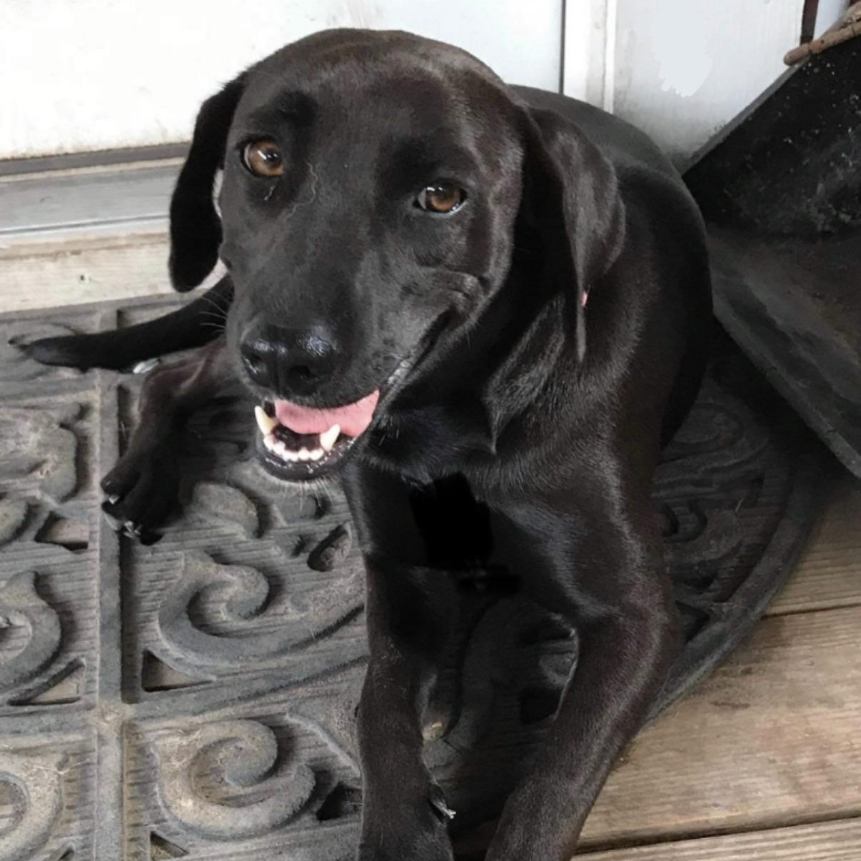 Coco Bean, an adopted mixed breed in Ogden , UT image 1/6