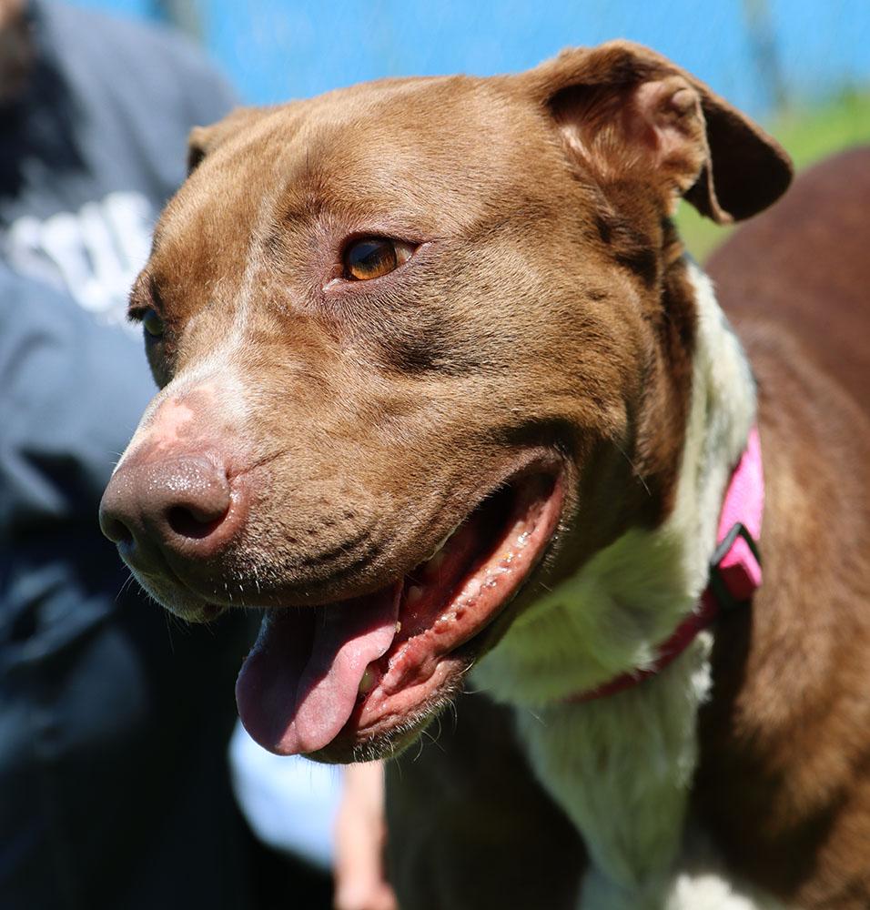 Daisy (AO33903), a Adoptable mixed breed in Kansas City, KS image 6/6