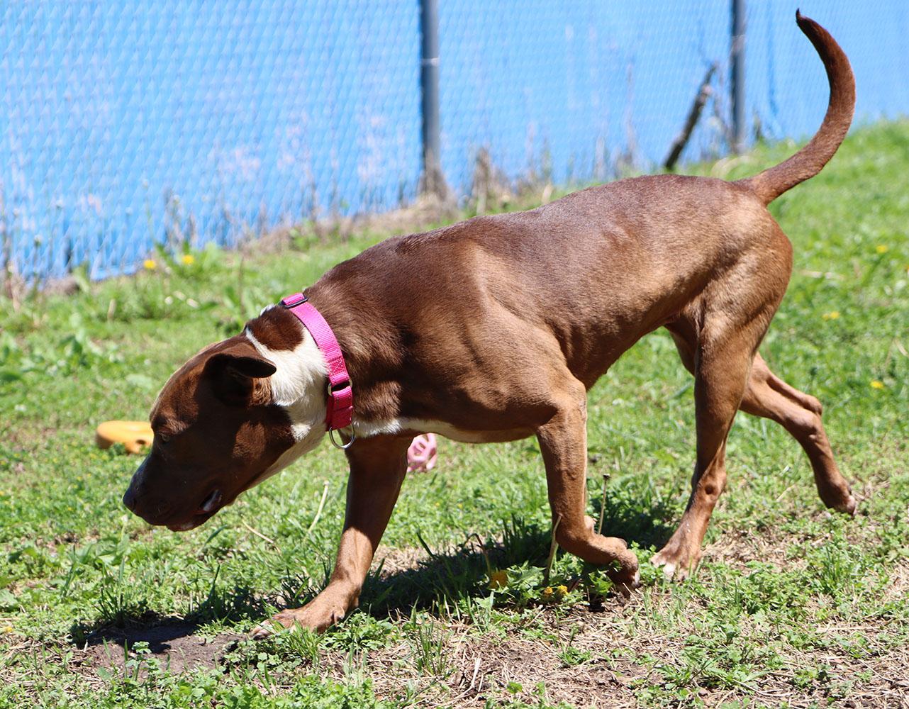 Daisy (AO33903), a Adoptable mixed breed in Kansas City, KS image 4/6
