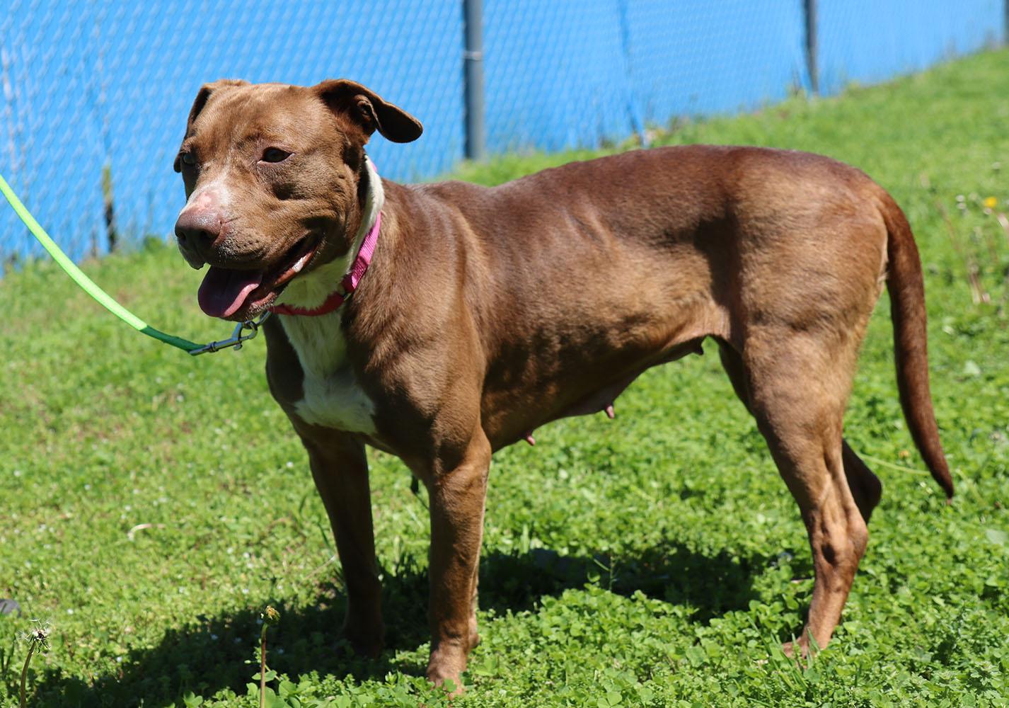 Daisy (AO33903), a Adoptable mixed breed in Kansas City, KS image 5/6