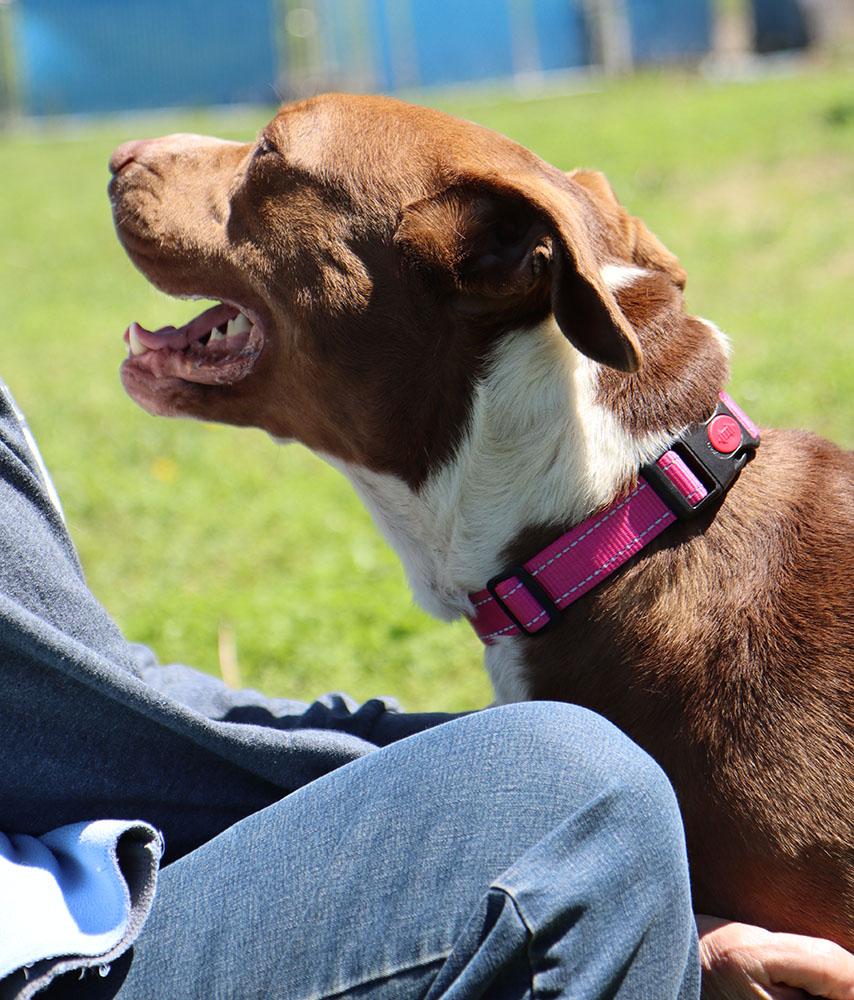 Daisy (AO33903), a Adoptable mixed breed in Kansas City, KS image 3/6