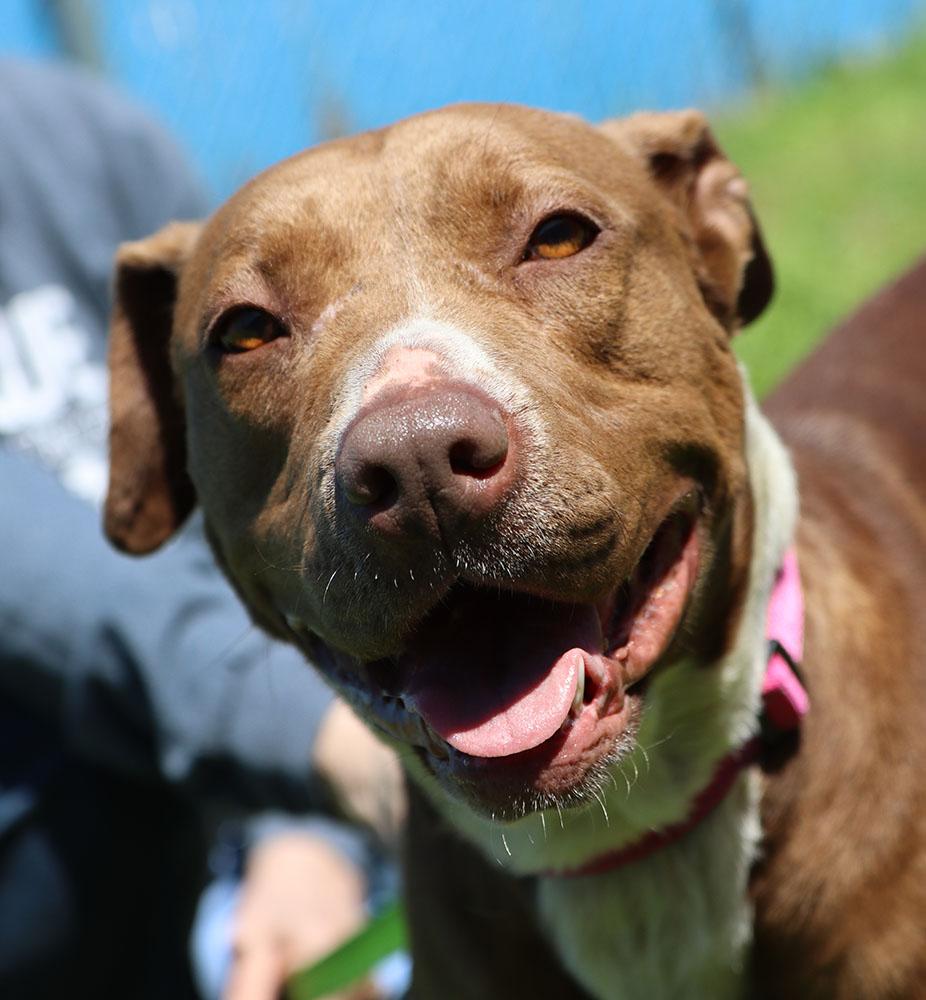 Daisy (AO33903), a Adoptable mixed breed in Kansas City, KS image 2/6