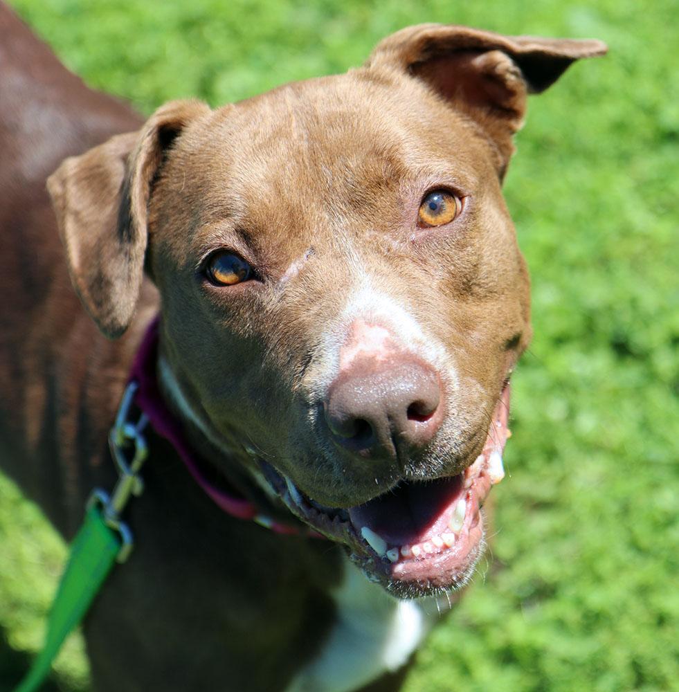 Daisy (AO33903), Adoptable, Adult Female Labrador Retriever & Pit Bull Terrier.