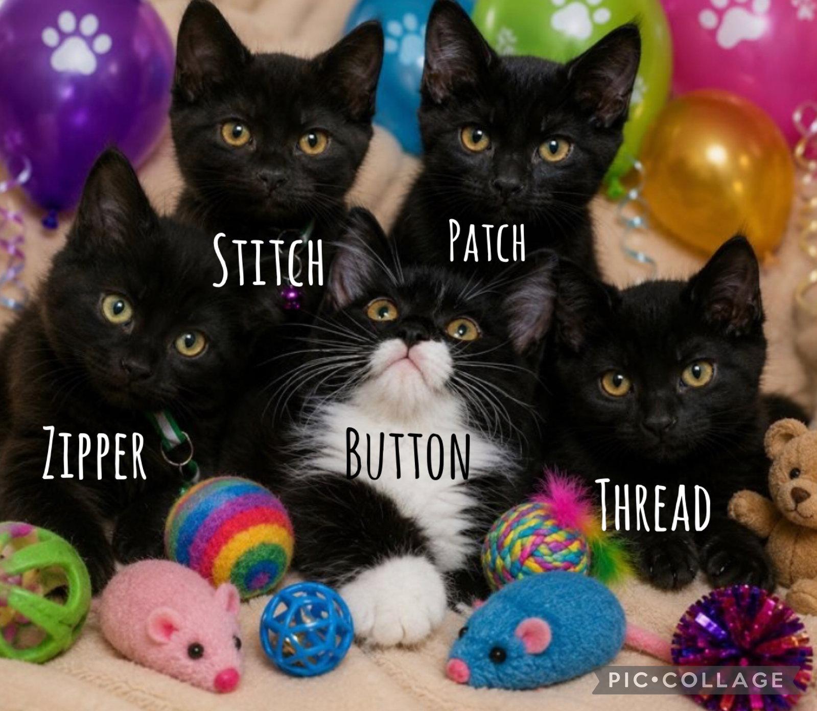 Patch-Gold Collar, Adoptable, Kitten Male Domestic Short Hair.