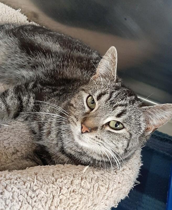 Roxanne, Adoptable, Young Female Domestic Short Hair.