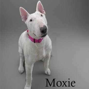 Moxie
