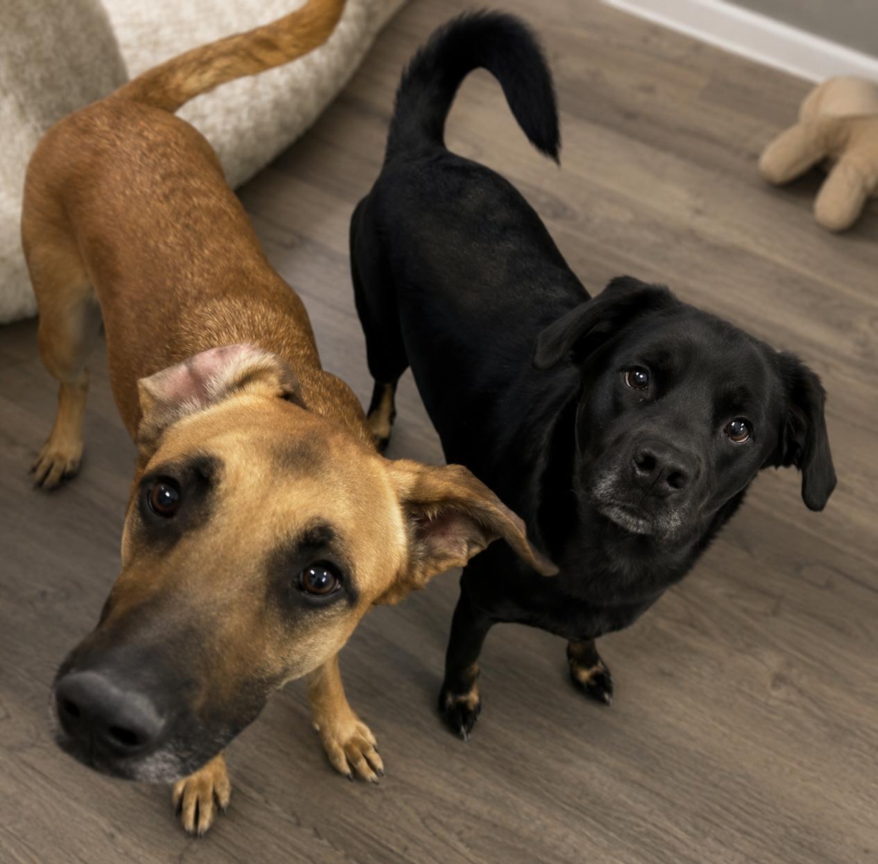 Duke and Max, ADOPTABLE, Adult Male Labrador Retriever.