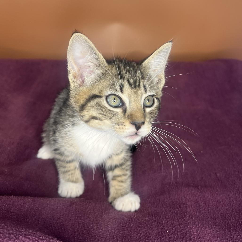 Nick, Adoptable, Kitten Male Domestic Short Hair.