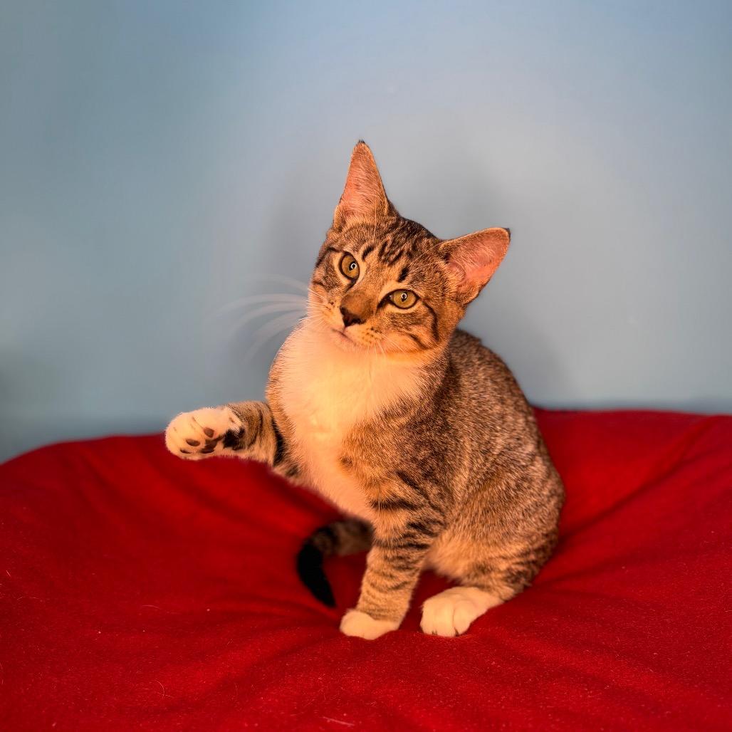 Enlarge Nick, a Adoptable Domestic Short Hair in San Antonio, TX image 2/6
