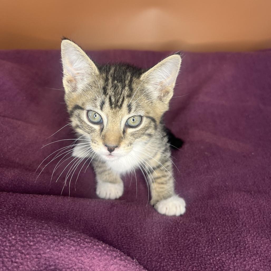 Enlarge Nick, a Adoptable Domestic Short Hair in San Antonio, TX image 3/6