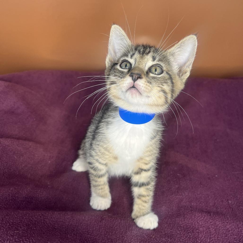 Enlarge Nick, a Adoptable Domestic Short Hair in San Antonio, TX image 4/6