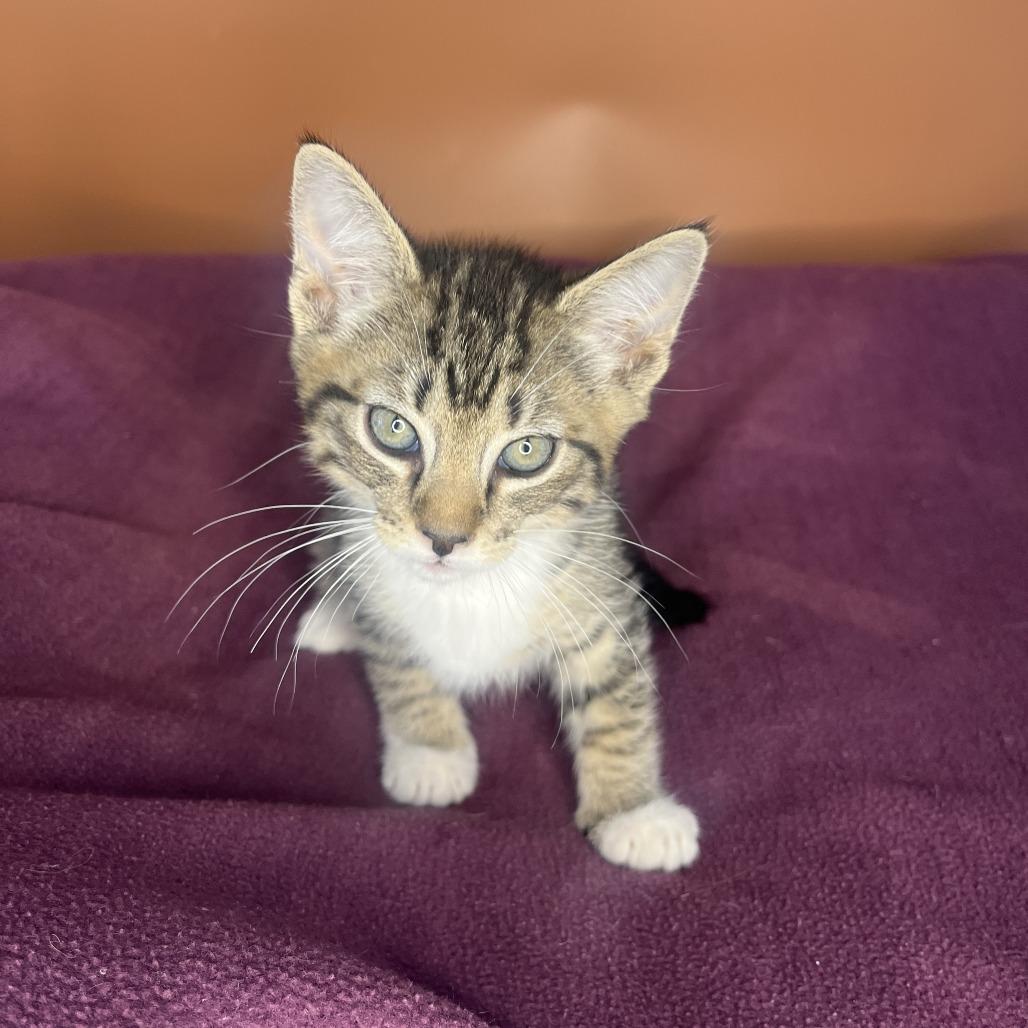 Enlarge Nick, a Adoptable Domestic Short Hair in San Antonio, TX image 5/6