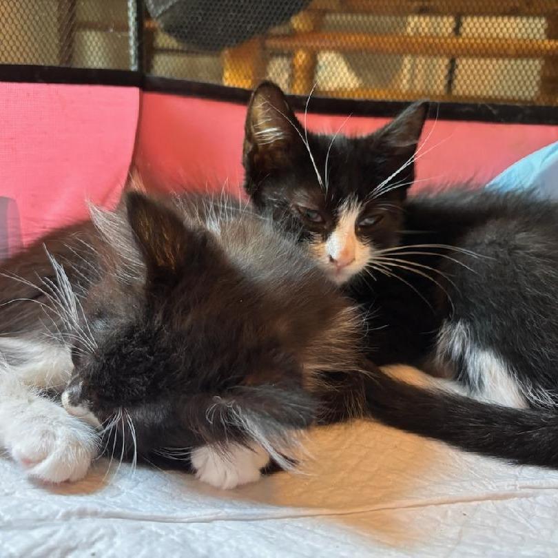 Enlarge Yurman & Winston (bonded pair), a Adoptable Domestic Long Hair in Warwick, RI image 2/6