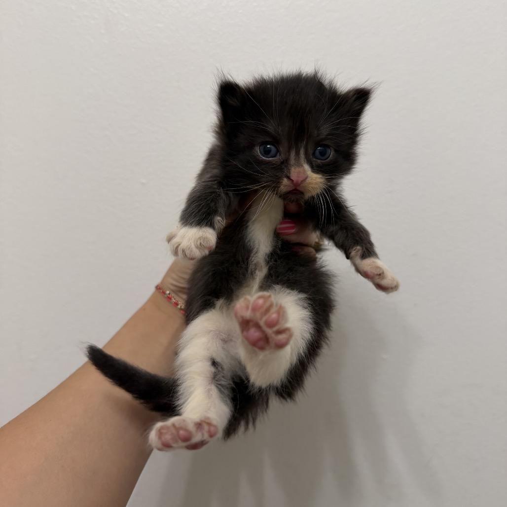 Enlarge Yurman & Winston (bonded pair), a Adoptable Domestic Long Hair in Warwick, RI image 6/6