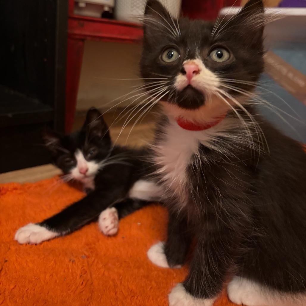 Yurman & Winston (bonded pair), Adoptable, Kitten Male Domestic Long Hair.