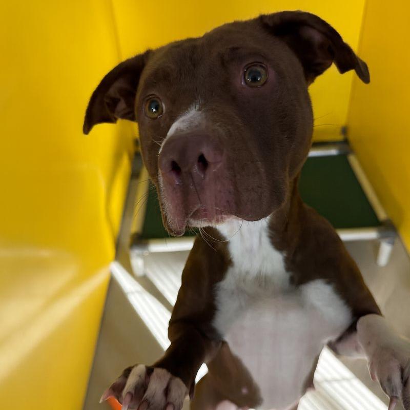 Enlarge Scarlet, a Adoptable Pit Bull Terrier in Redwood Falls, MN image 1/1