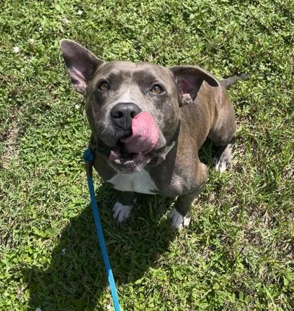 Brutus, Adoptable, Adult Male Mixed Breed & Mixed Breed.