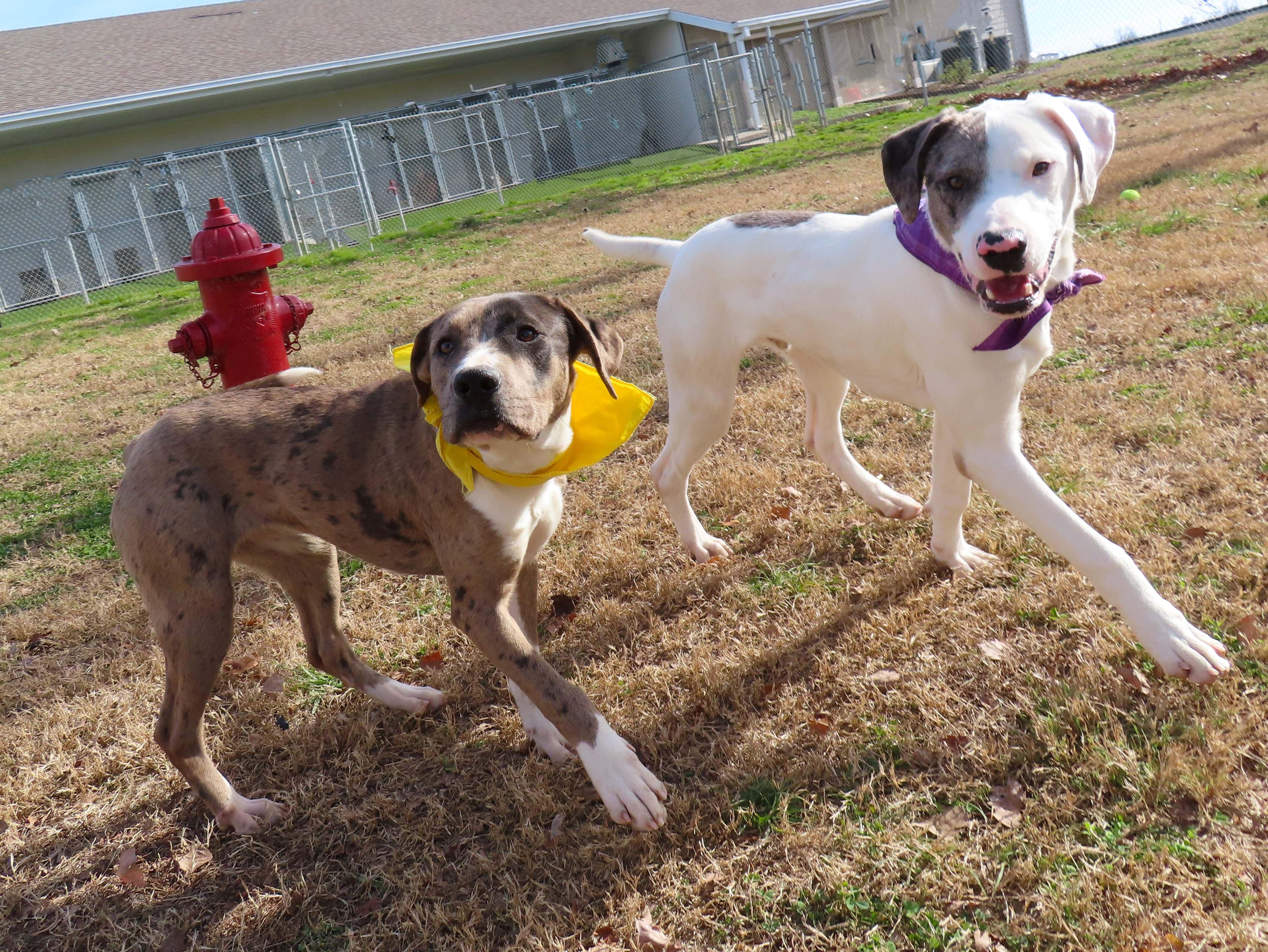 Denny  Cb thumbnail 3