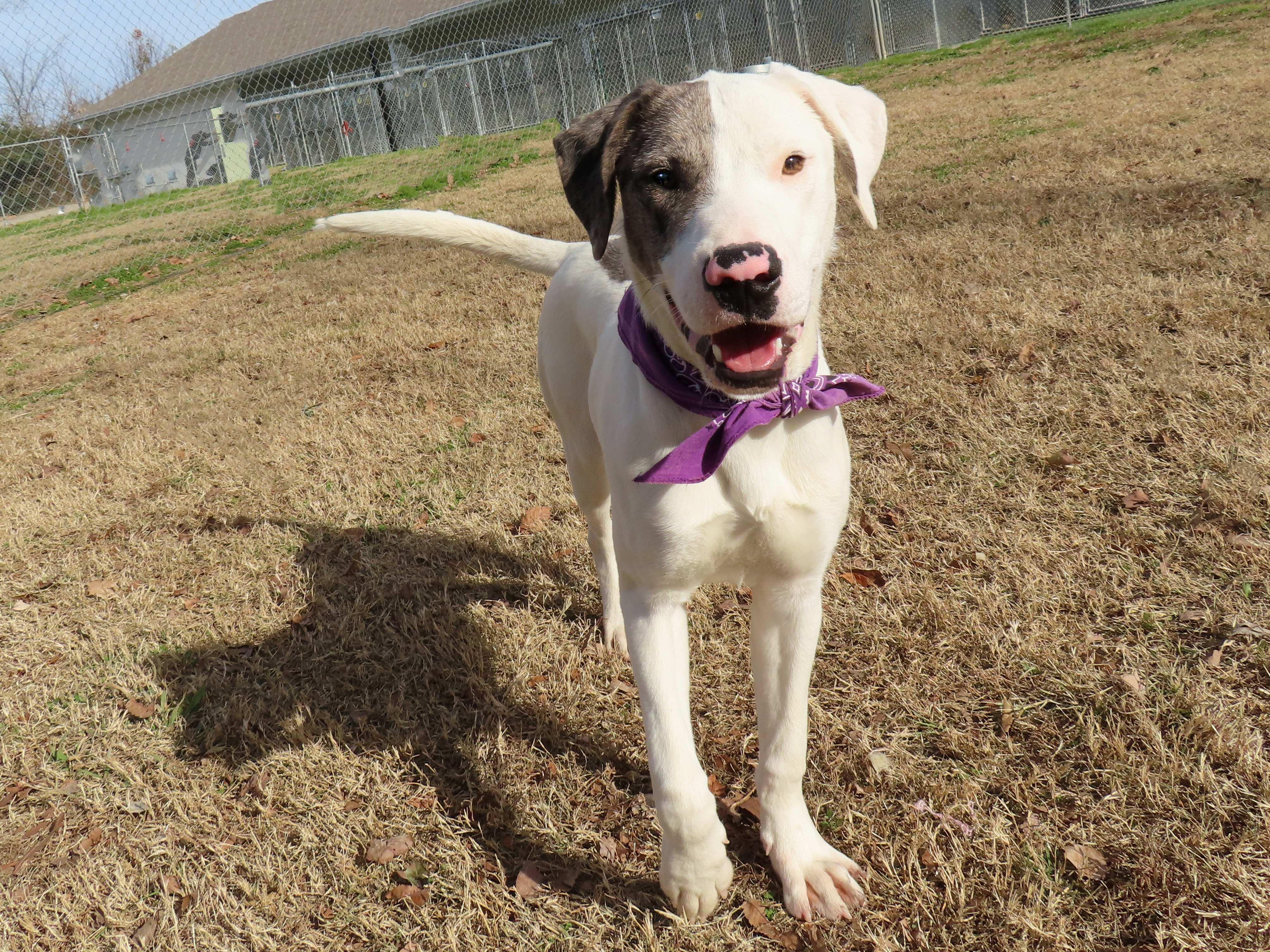 Denny  Cb thumbnail 4