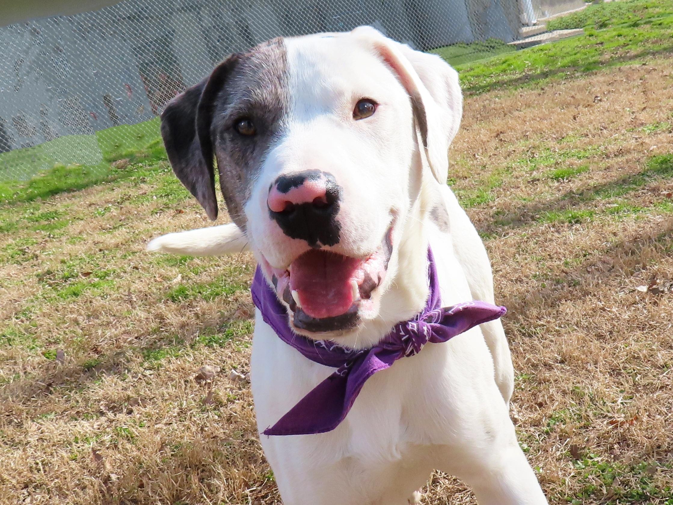 Denny  Cb thumbnail 5