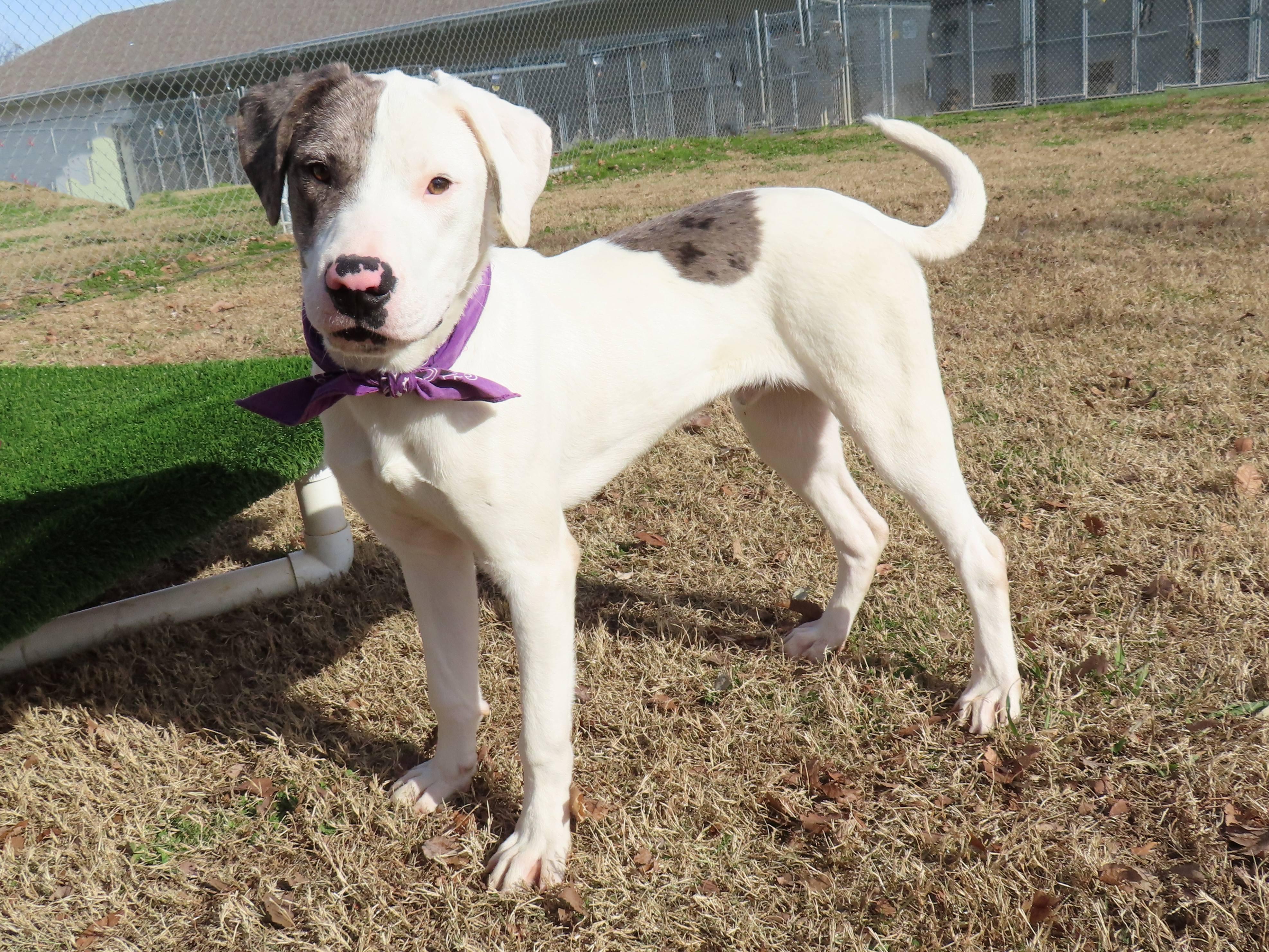 Denny  Cb thumbnail 6