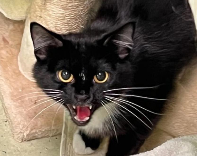 Enlarge Ben, an adopted Domestic Short Hair in Cincinnati, OH image 1/1