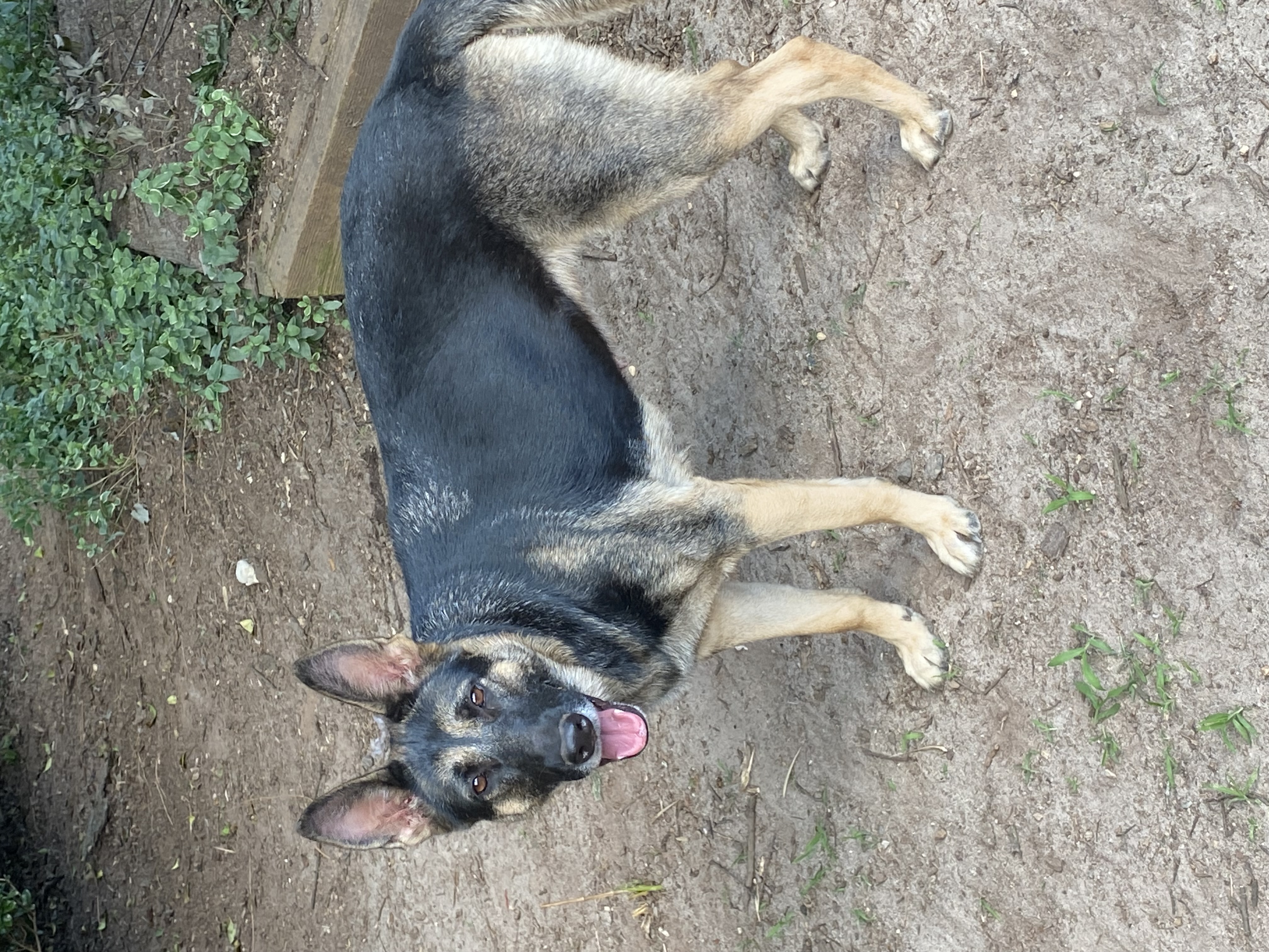 Enlarge Nala, a Adopted German Shepherd Dog in Charlotte, NC image 1/4