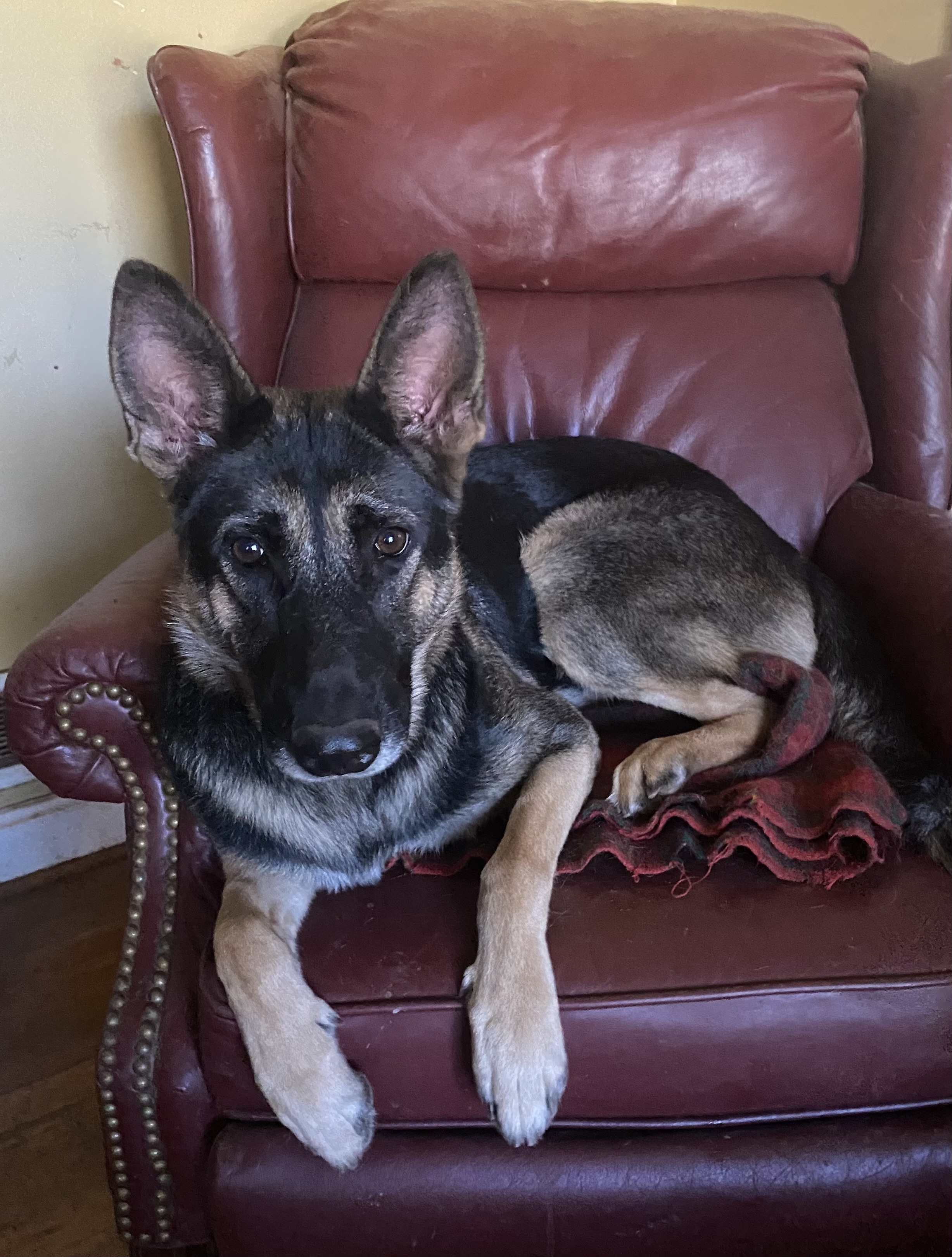Enlarge Nala, a Adopted German Shepherd Dog in Charlotte, NC image 2/4