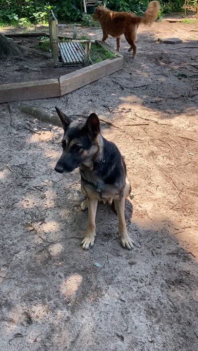 Enlarge Nala, a Adopted German Shepherd Dog in Charlotte, NC video 3/4