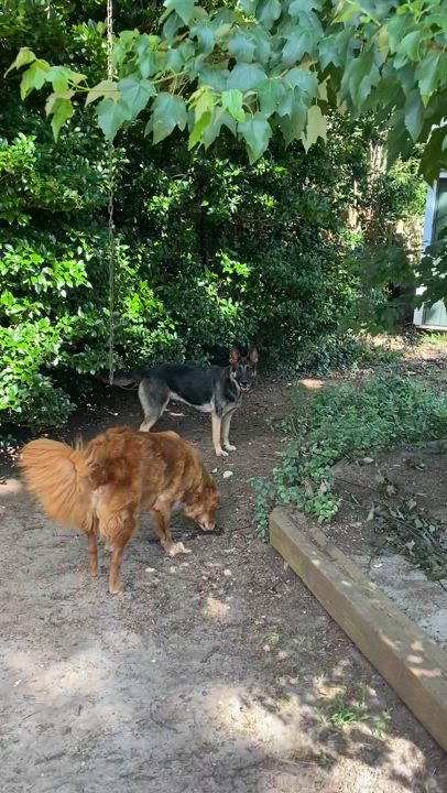 Enlarge Nala, a Adopted German Shepherd Dog in Charlotte, NC video 4/4