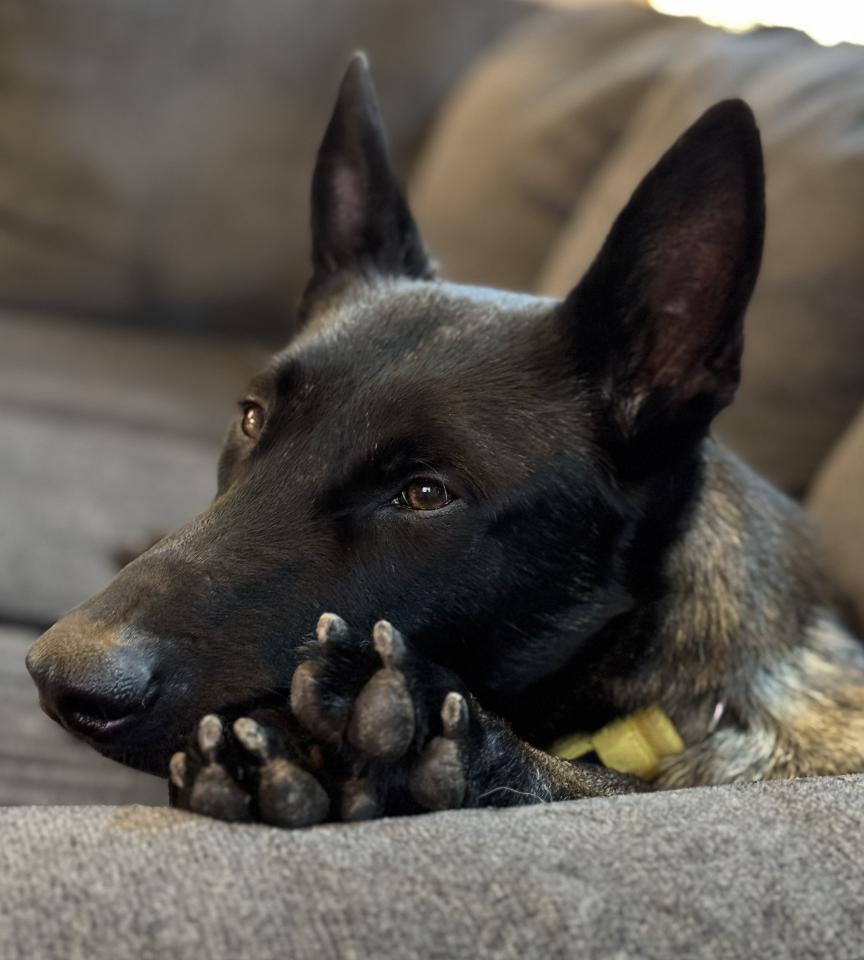 Cash, Young Male Belgian Shepherd / Malinois